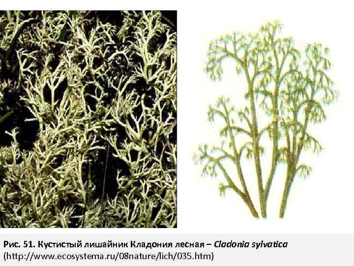 Рис. 51. Кустистый лишайник Кладония лесная – Cladonia sylvatica (http: //www. ecosystema. ru/08 nature/lich/035.