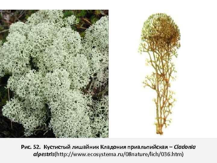 Рис. 52. Кустистый лишайник Кладония приальпийская – Cladonia alpestris(http: //www. ecosystema. ru/08 nature/lich/036. htm)