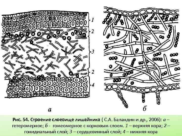 Микроскопом лишайник. Анатомическое строение лишайников. Гомеомерное слоевище лишайников. Гомеомерные и гетеромерные лишайники.