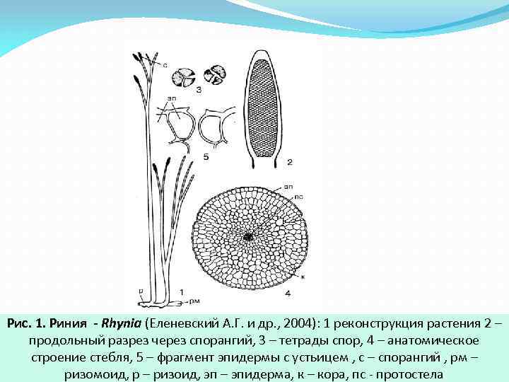 На рисунке изображена реконструкция первых примитивных растений освоивших сушу псилофитов 390