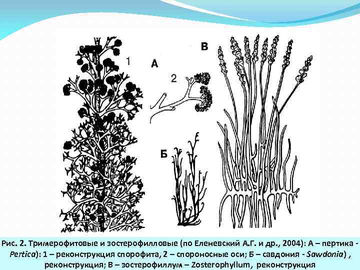 Рис. 2. Тримерофитовые и зостерофилловые (по Еленевский А. Г. и др. , 2004): А