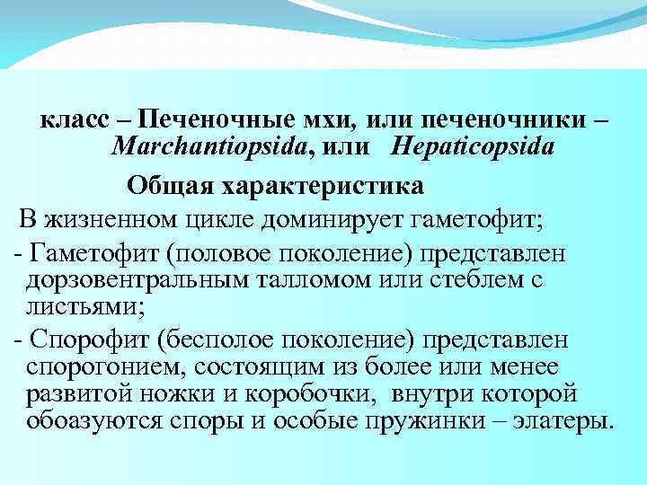 класс – Печеночные мхи, или печеночники – Mаrchantiopsida, или Hepaticopsida Общая характеристика В жизненном