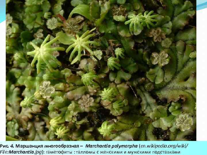 Рис. 4. Маршанция многообразная – Marchantia polymorpha (en. wikipedia. org/wiki/ File: Marchantia. jpg): гаметофиты