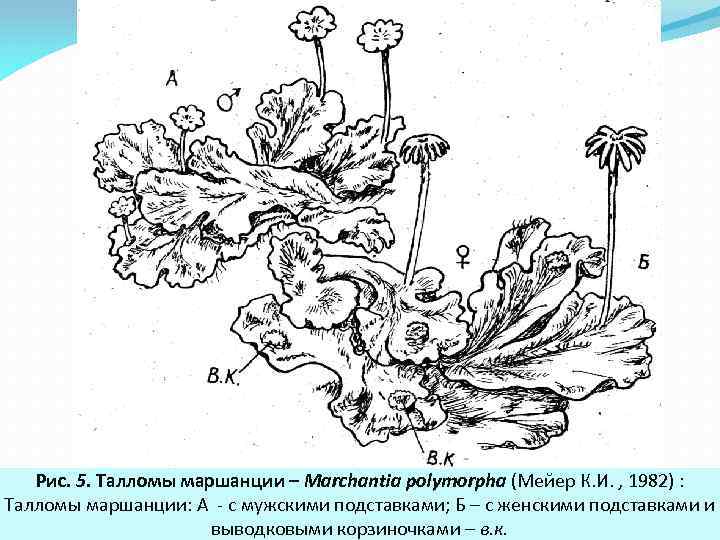 Рис. 5. Талломы маршанции – Marchantia polymorpha (Мейер К. И. , 1982) : Талломы