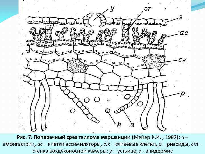 Рисунки поперечного