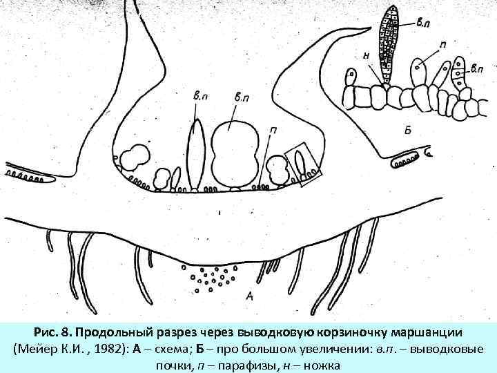 Разрез через. Выводковые корзиночки маршанции. Выводковая почка маршанции. Продольный разрез через выводковую корзиночку. Продольный разрез маршанции.