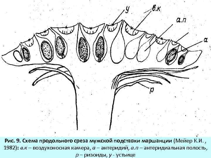Продольный и поперечный рисунок. Антеридий маршанции. Архегоний маршанции. Продольный срез ложа антеридиофора маршанции. Строение антеридия маршанции.