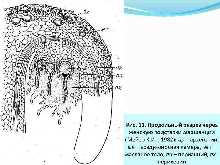 Продольный разрез