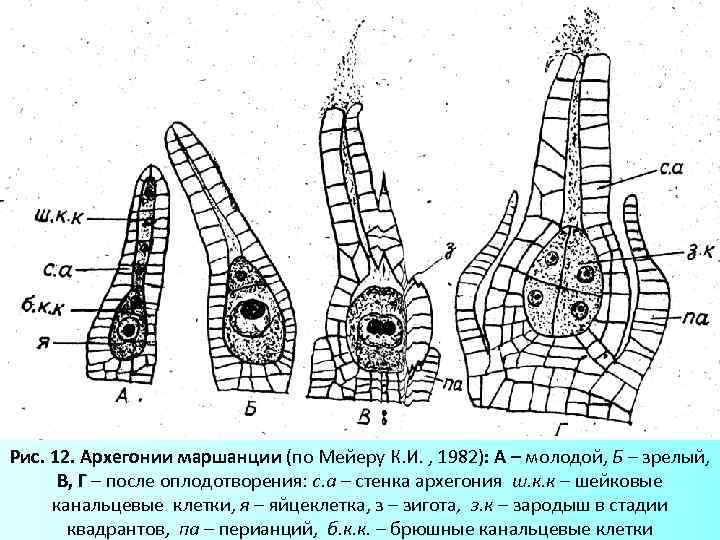 Рис. 12. Архегонии маршанции (по Мейеру К. И. , 1982): А – молодой, Б