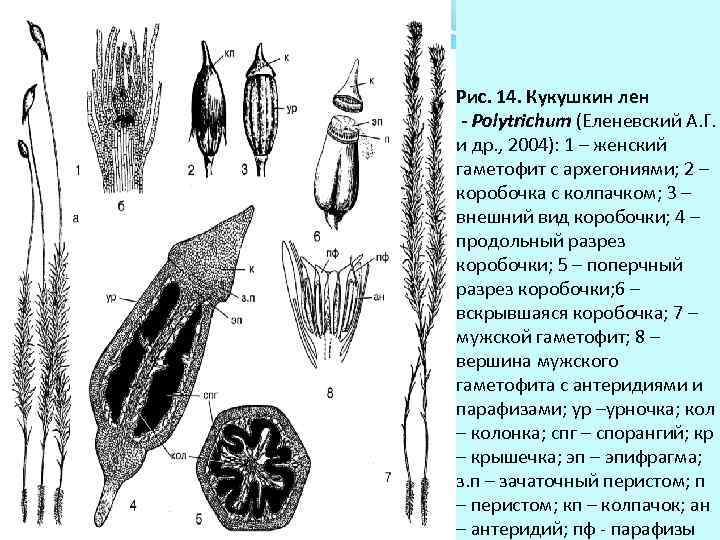 Рис. 14. Кукушкин лен - Polytrichum (Еленевский А. Г. и др. , 2004): 1