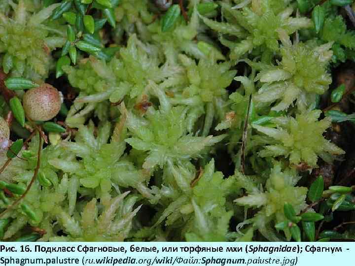 Рис. 16. Подкласс Сфагновые, белые, или торфяные мхи (Sphagnidae); Сфагнум - Sphagnum. palustre (ru.