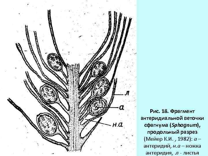 Продольный рисунок. Верхушка архегониальной веточки. Антеридий сфагнума. Антеридиальная веточка. Продольный срез архегониальной подставки.