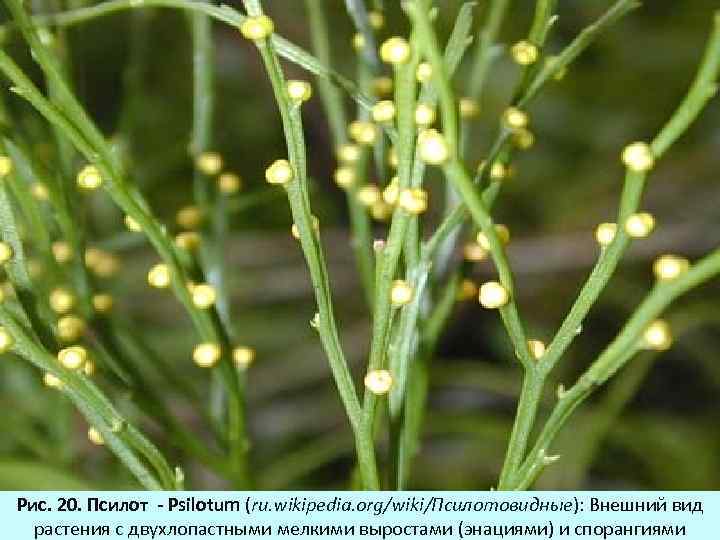 Рис. 20. Псилот - Psilotum (ru. wikipedia. org/wiki/Псилотовидные): Внешний вид растения с двухлопастными мелкими