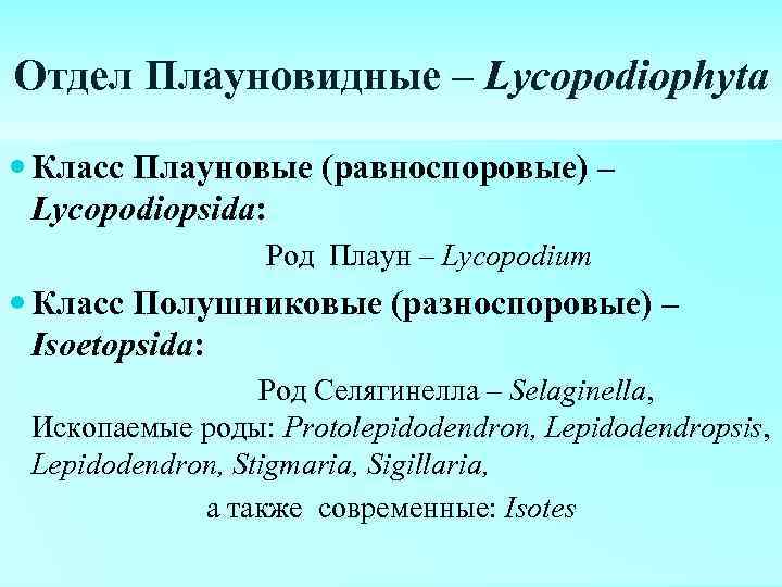 Отдел Плауновидные – Lycopodiophyta Класс Плауновые (равноспоровые) – Lycopodiopsida: Род Плаун – Lycopodium Класс