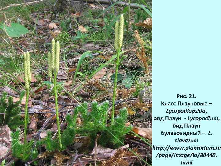 Рис. 21. Класс Плауновые – Lycopodiopsida, род Плаун - Lycopodium, вид Плаун булавовидный –