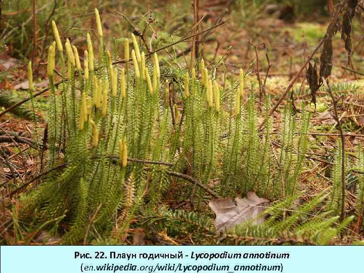 Рис. 22. Плаун годичный - Lycopodium annotinum (en. wikipedia. org/wiki/Lycopodium_annotinum) 