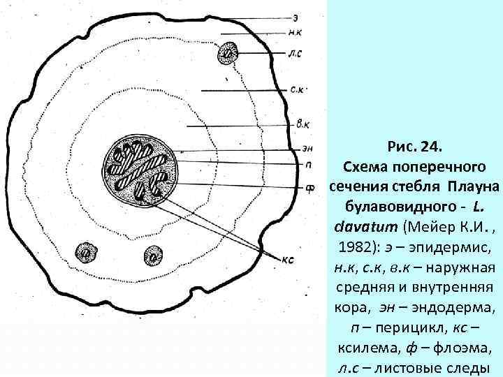 На рисунке показано поперечное сечение. Анатомическое строение стебля плауна булавовидного. Анатомическое строение стебля плауна. Поперечный срез стебля плауна булавовидного. Анатомическое строение плауна булавовидного.