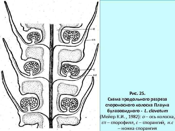 Рис. 25. Схема продольного разреза спороносного колоска Плауна булавовидного - L. clavatum (Мейер К.