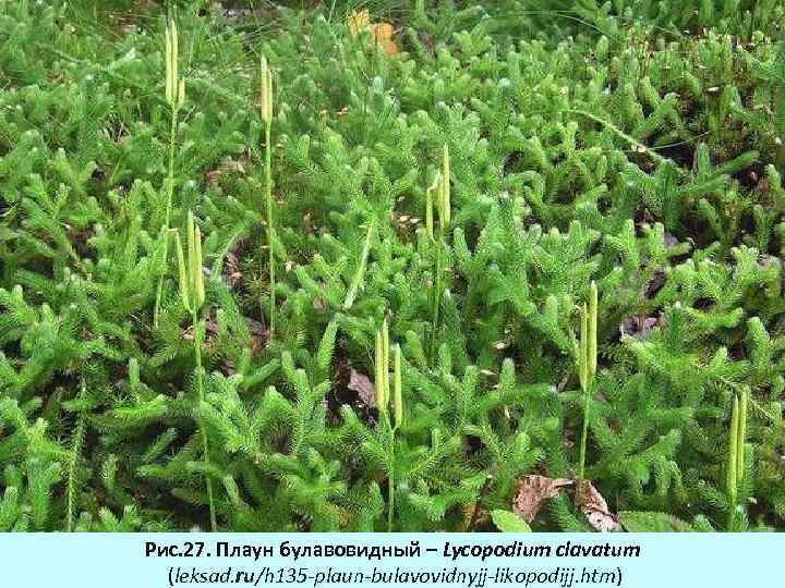 Рис. 27. Плаун булавовидный – Lycopodium clavatum (leksad. ru/h 135 -plaun-bulavovidnyjj-likopodijj. htm) 