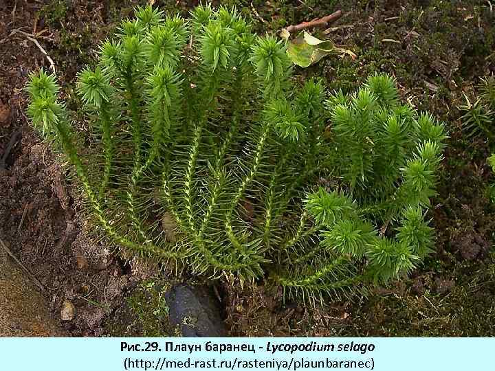 Рис. 29. Плаун баранец - Lycopodium selago (http: //med-rast. ru/rasteniya/plaunbaranec) 