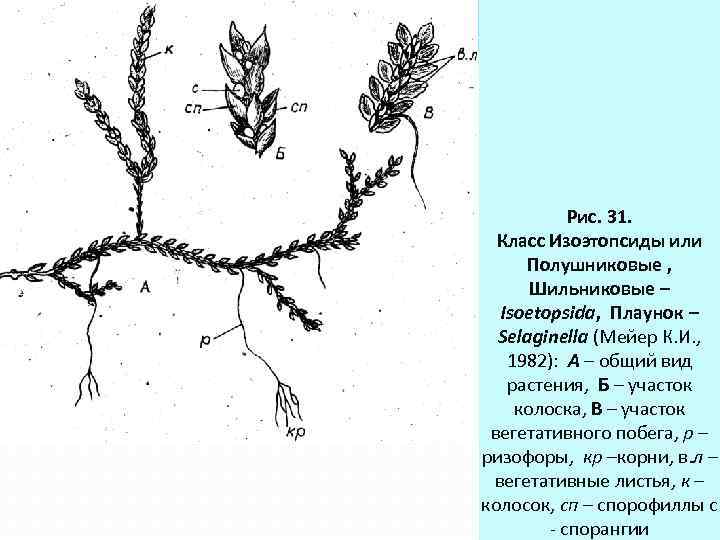 Рис. 31. Класс Изоэтопсиды или Полушниковые , Шильниковые – Isoetopsida, Плаунок – Selaginella (Мейер