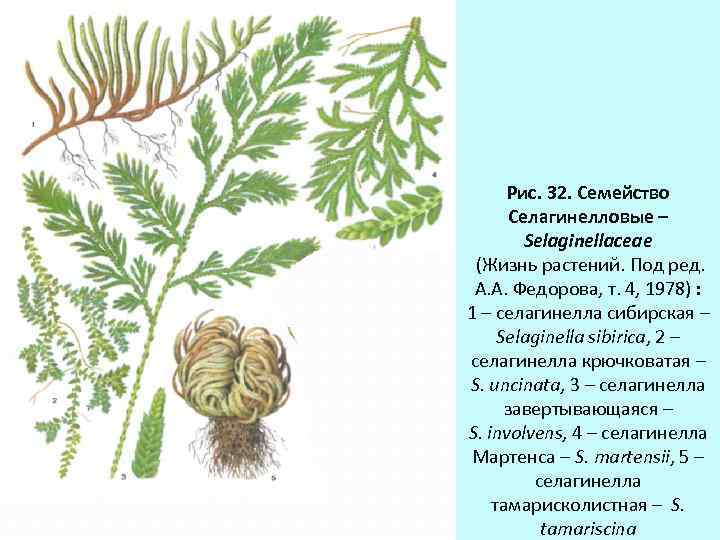 Рис. 32. Семейство Селагинелловые – Selaginellaceae (Жизнь растений. Под ред. А. А. Федорова, т.