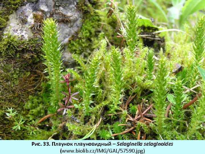 Рис. 33. Плаунок плауновидный – Selaginella selaginoides (www. biolib. cz/IMG/GAL/57590. jpg) 