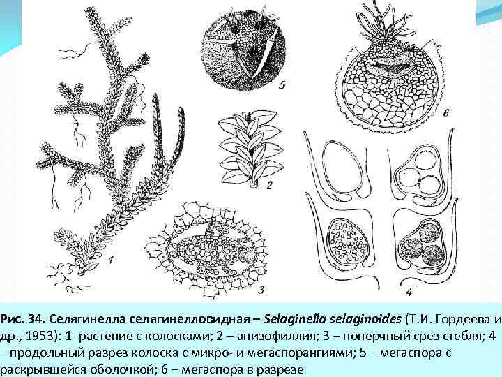 Рис. 34. Селягинелла селягинелловидная – Selaginella selaginoides (Т. И. Гордеева и др. , 1953):