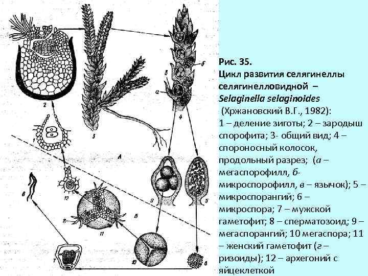 На рисунке представлен цикл развития