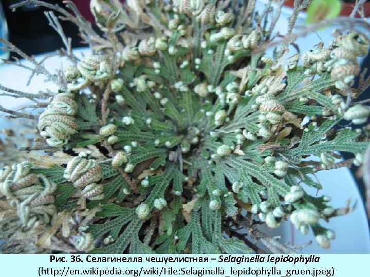 Рис. 36. Селагинелла чешуелистная – Selaginella lepidophylla (http: //en. wikipedia. org/wiki/File: Selaginella_lepidophylla_gruen. jpeg) 