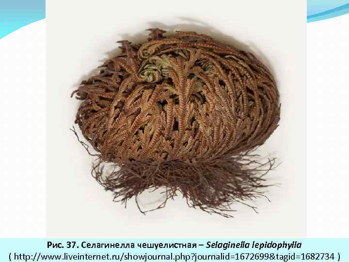 Рис. 37. Селагинелла чешуелистная – Selaginella lepidophylla ( http: //www. liveinternet. ru/showjournal. php? journalid=1672699&tagid=1682734