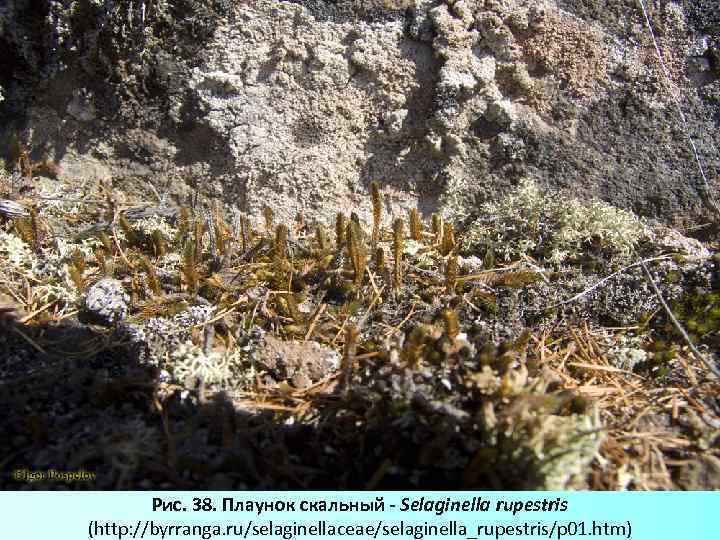 Рис. 38. Плаунок скальный - Selaginella rupestris (http: //byrranga. ru/selaginellaceae/selaginella_rupestris/p 01. htm) 