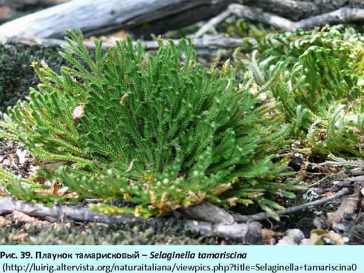 Рис. 39. Плаунок тамарисковый – Selaginella tamariscina (http: //luirig. altervista. org/naturaitaliana/viewpics. php? title=Selaginella+tamariscina 0