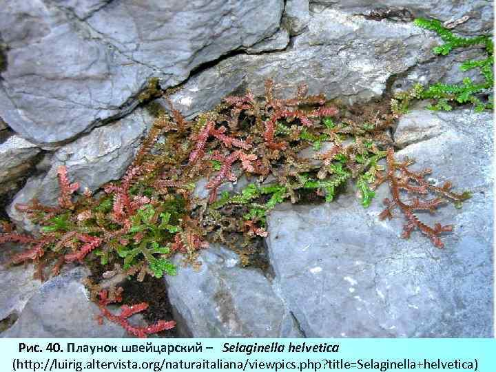  Рис. 40. Плаунок швейцарский – Selaginella helvetica (http: //luirig. altervista. org/naturaitaliana/viewpics. php? title=Selaginella+helvetica)