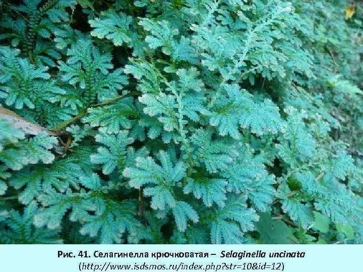 Рис. 41. Селагинелла крючковатая – Selaginella uncinata (http: //www. isdsmos. ru/index. php? str=10&id=12) 