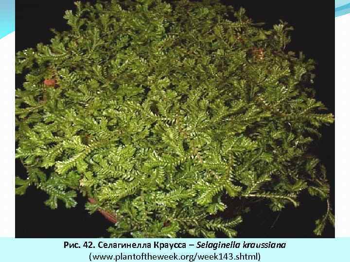 Рис. 42. Селагинелла Краусса – Selaginella kraussiana (www. plantoftheweek. org/week 143. shtml) 