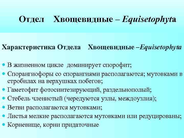 Отдел Хвощевидные – Equisetophyta Характеристика Отдела Хвощевидные –Equisetophyta В жизненном цикле доминирует спорофит; Спорангиофоры