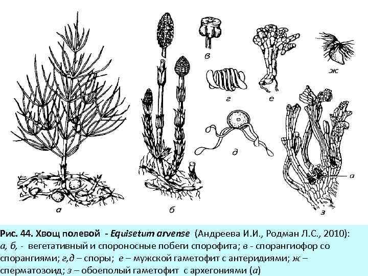 Рис. 44. Хвощ полевой - Equisetum arvense (Андреева И. И. , Родман Л. С.