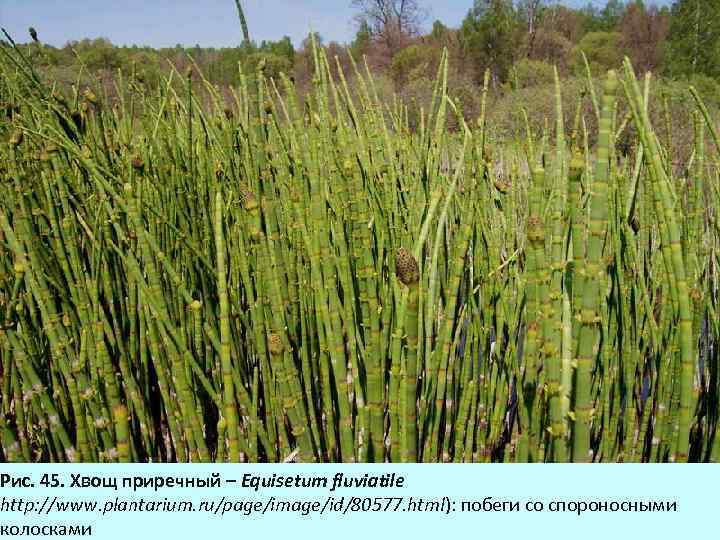 Рис. 45. Хвощ приречный – Equisetum fluviatile http: //www. plantarium. ru/page/image/id/80577. html): побеги со