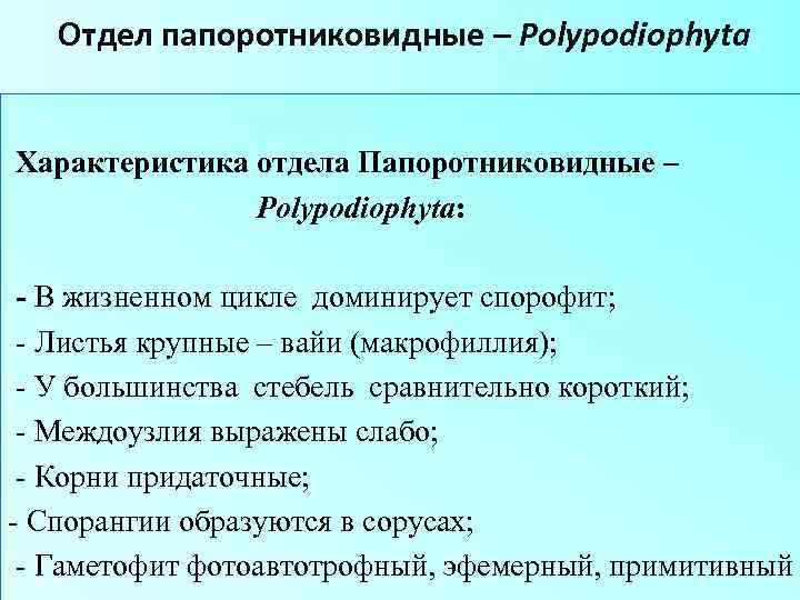  Отдел папоротниковидные – Polypodiophyta Характеристика отдела Папоротниковидные – Polypodiophyta: - В жизненном цикле