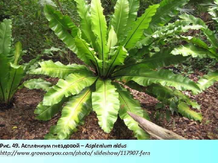 Р Рис. 49. Асплениум гнездовой – Asplenium nidus http: //www. growsonyou. com/photo/ slideshow/117907 -fern