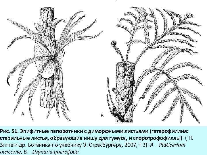 Рис. 51. Эпифитные папоротники с диморфными листьями (гетерофиллия: стерильные листья, образующие нишу для гумуса,