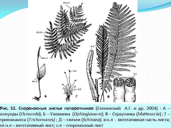 Рис. 52. Спороносные листья папоротников (Еленевский А. Г. и др. 2004) : А –