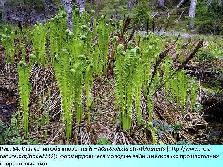 Рис. 54. Страусник обыкновенный – Matteuiccia struthiopteris (http: //www. kolanature. org/node/732): формирующиеся молодые вайи