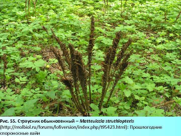 Рис. 55. Страусник обыкновенный – Matteuiccia struthiopteris (http: //molbiol. ru/forums/lofiversion/index. php/t 95423. html): Прошлогодние