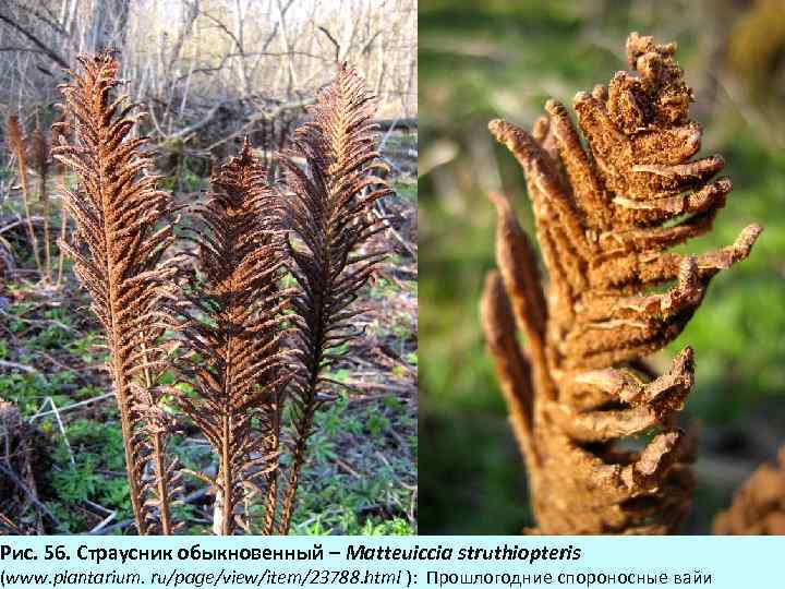 Рис. 56. Страусник обыкновенный – Matteuiccia struthiopteris (www. plantarium. ru/page/view/item/23788. html ): Прошлогодние спороносные