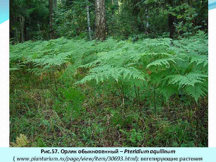 Рис. 57. Орляк обыкновенный – Pteridium aquilinum ( www. plantarium. ru/page/view/item/30693. html): вегетирующие растения