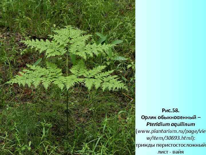 Рис. 58. Орляк обыкновенный – Pteridium aquilinum (www. plantarium. ru/page/vie w/item/30693. html): трижды перистостосложный