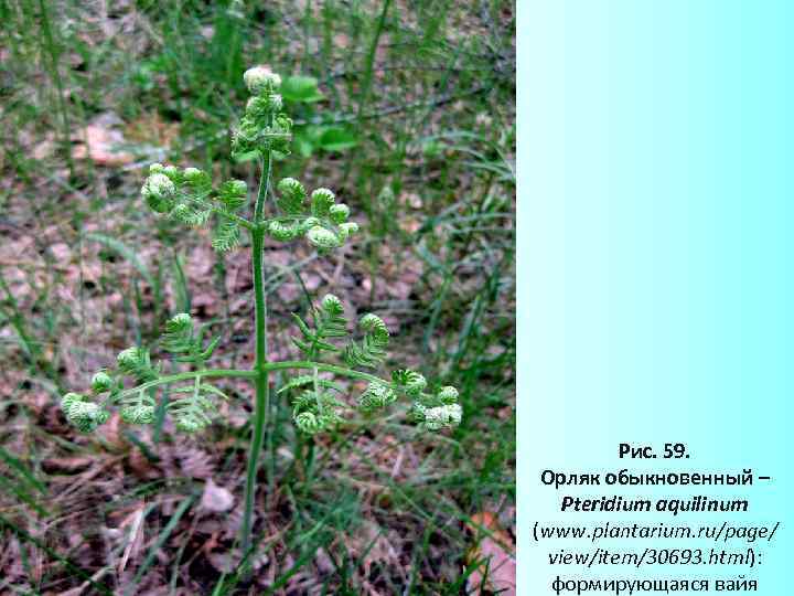 Рис. 59. Орляк обыкновенный – Pteridium aquilinum (www. plantarium. ru/page/ view/item/30693. html): формирующаяся вайя