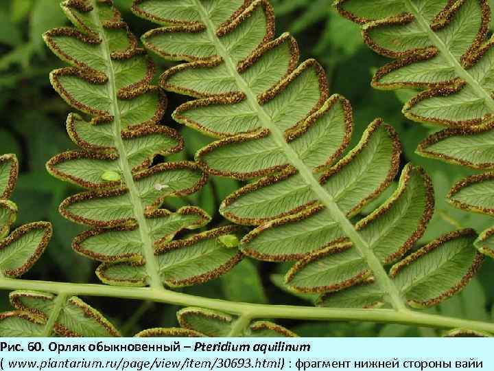 Рис. 60. Орляк обыкновенный – Pteridium aquilinum ( www. plantarium. ru/page/view/item/30693. html) : фрагмент